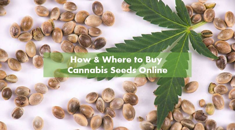 Buying Marijuana Seeds Online